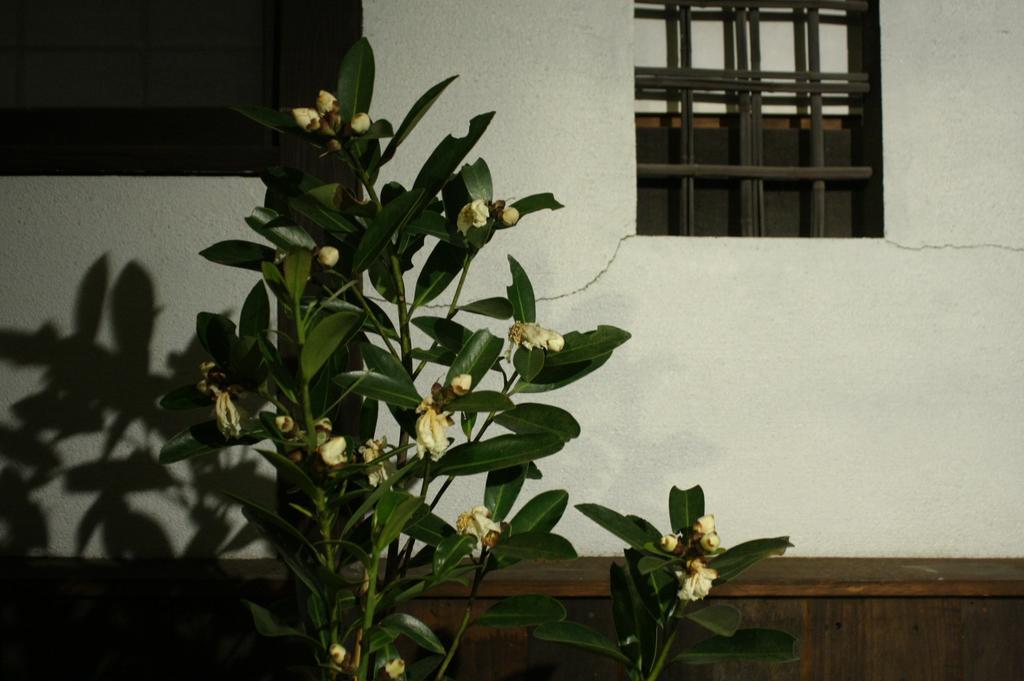 Osaka Guest House Drummer'S Dream 사카이 객실 사진